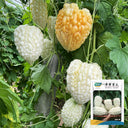 Apple-Type Bitter Melon Seeds, 5 Seeds