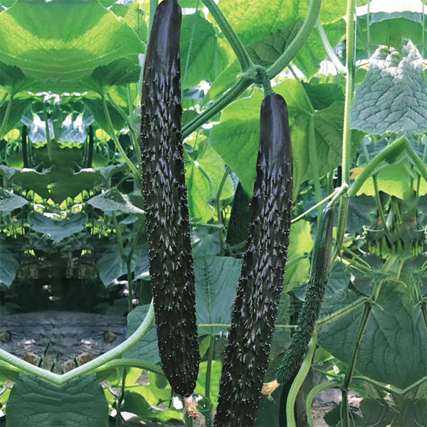 'Holland 35' Cold-Tolerant Cucumber Seeds, 20g