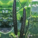 'Holland 35' Cold-Tolerant Cucumber Seeds, 20g