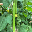 Thailand Medium Green Luffa, 100 Seeds