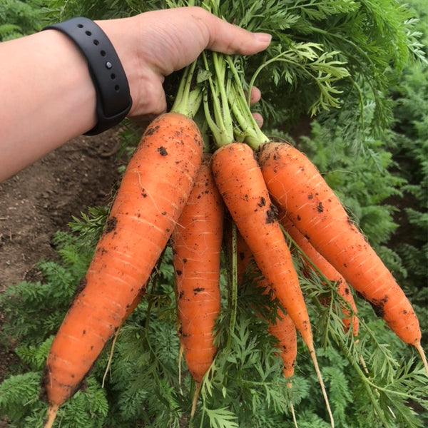 'Xiumei Hongbacun' Carrot Seeds, 5g