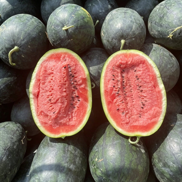 Black Beauty Watermelon, 20 Seeds