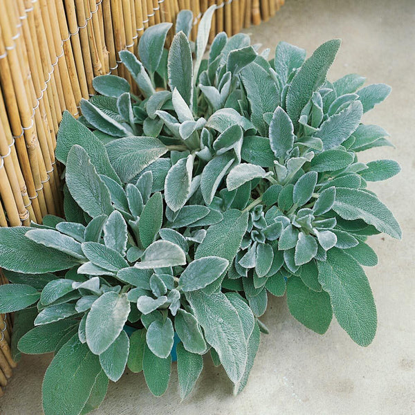 Lamb's Ear, 20 Seeds