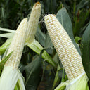 Aotiannuo 75 Sweet Waxy Corn Seeds, 40g