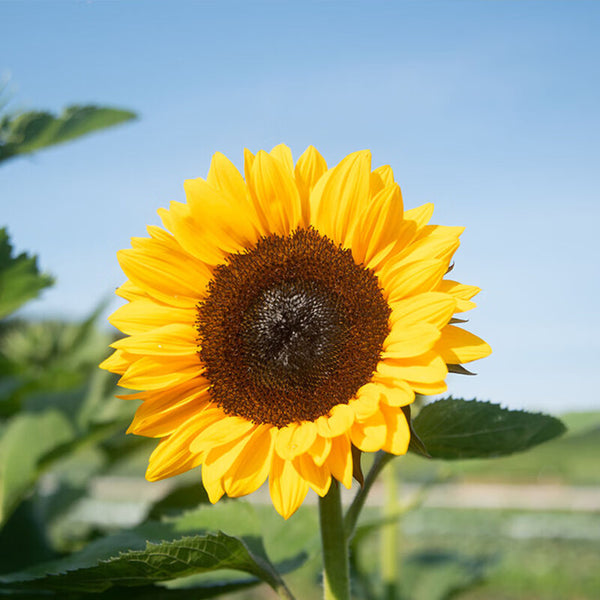 Chihuahua Dwarf Ornamental Sunflower Seeds, 3g