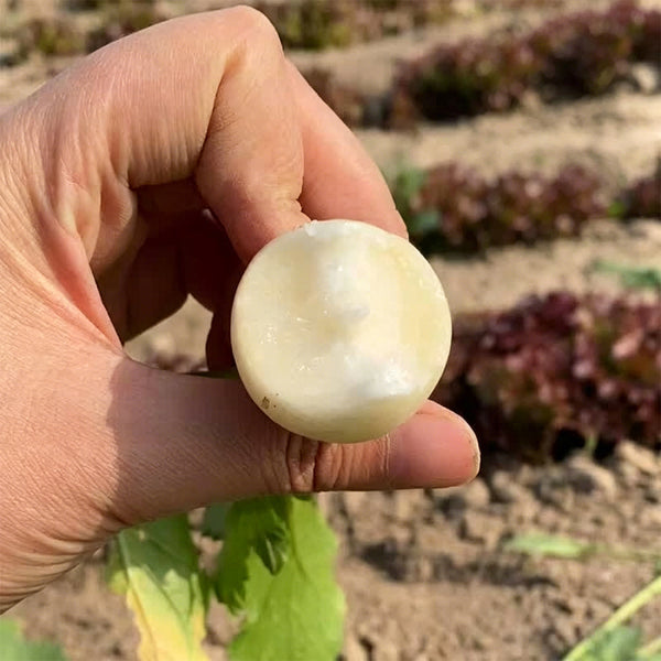 White Cherry Radish Hybrid Seeds, 50 Grams ≈ 5500 ~ 6500 Seeds
