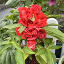 Red Garden Balsam Double Flower Seeds
