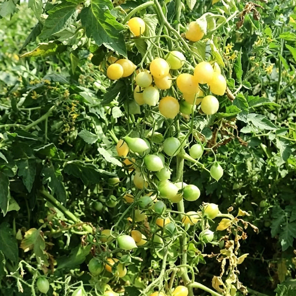 Crazy Barry Cherry Tomato, 20 Seeds
