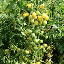 Crazy Barry Cherry Tomato, 20 Seeds