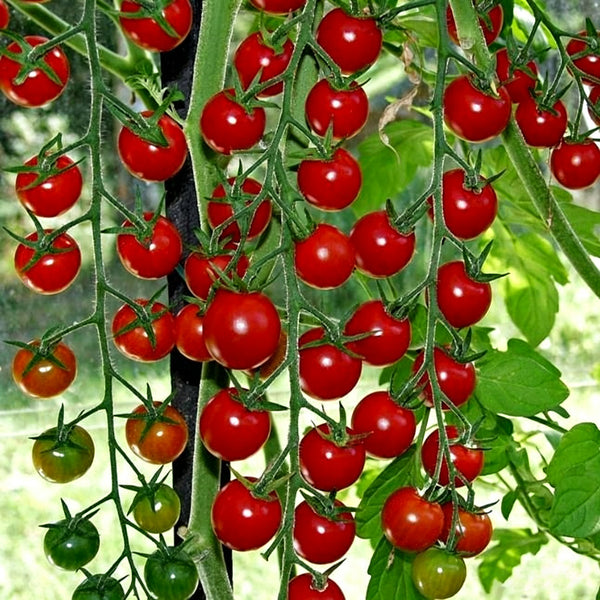 628 Super Sweet 100 VF Hybrid Tomato, 5 Seeds