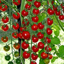628 Super Sweet 100 VF Hybrid Tomato, 5 Seeds
