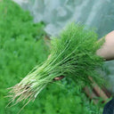 Multi-Harvest Fennel Seeds, 10g