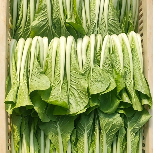 'Jiemei Golden Sweet' Bok Choy Seeds, 20g