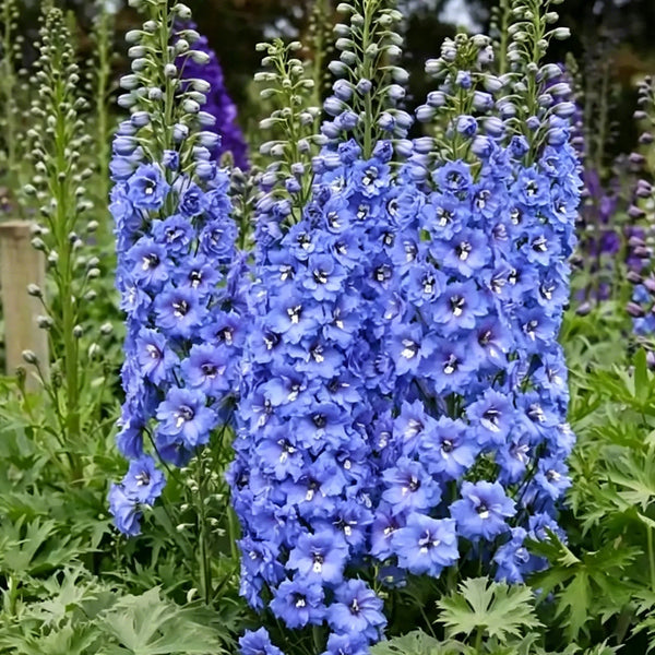 Blue Grandiflora Delphinium, 200 Seeds