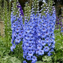 Blue Grandiflora Delphinium, 200 Seeds
