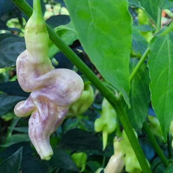 Aji Confusion Pepper Seeds, 3 Seeds