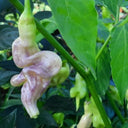 Aji Confusion Pepper Seeds, 3 Seeds