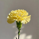 Yellow Carnation, 10 Seeds