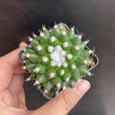 Mammillaria magnimamma 'Toluca', 3-4cm