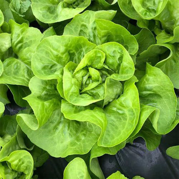 Jiemei Butter Leaf Lettuce, 2000 Seeds