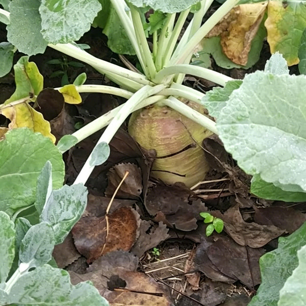 Giant Turnip Seeds, 10g