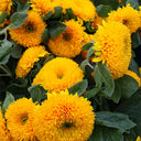 'Teddy Bear' Dwarf Sunflower Seeds