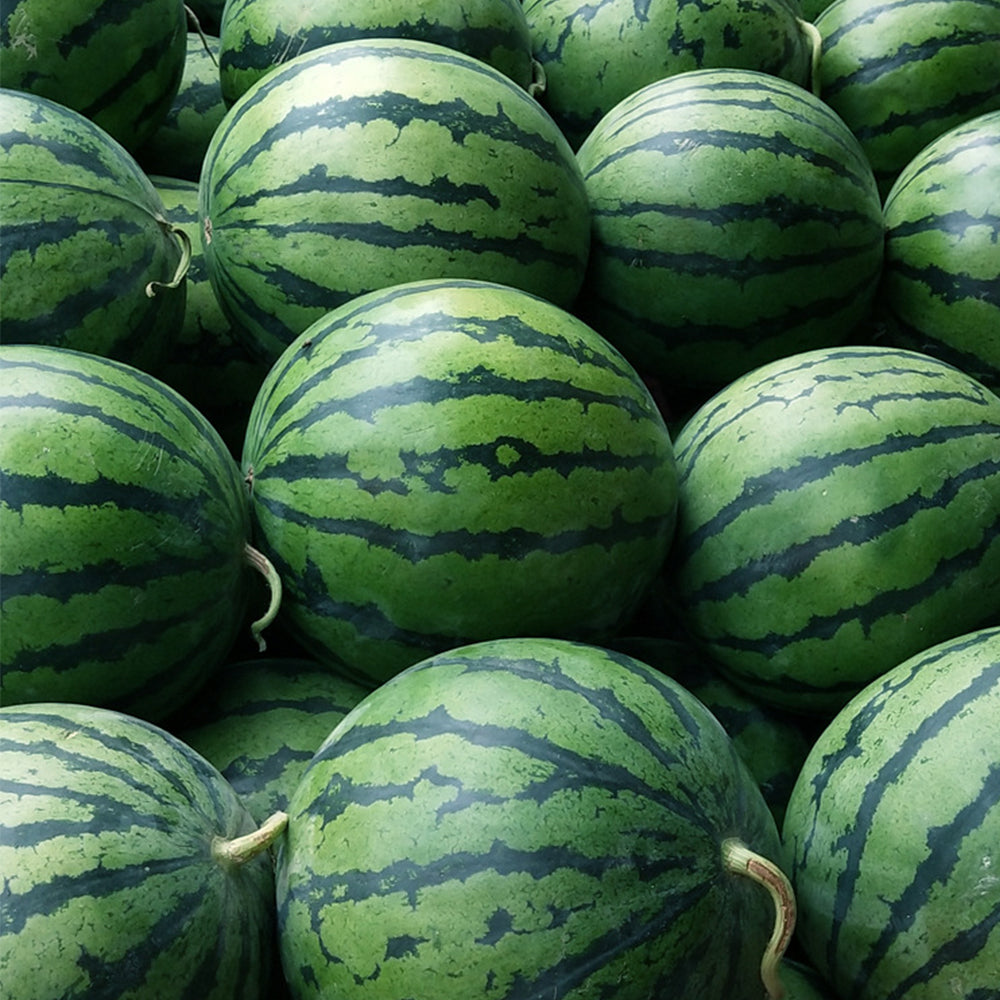 'Rainbow Ice Cream' Watermelon Seeds