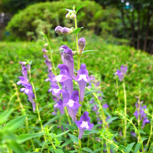 Chinese Skullcap Seeds