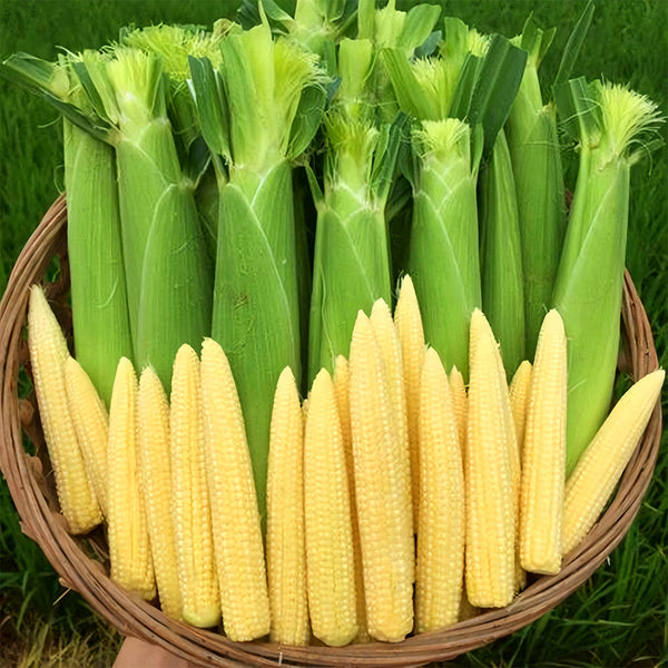 F1 Sweet Baby Corn Seeds, Pkt of 50