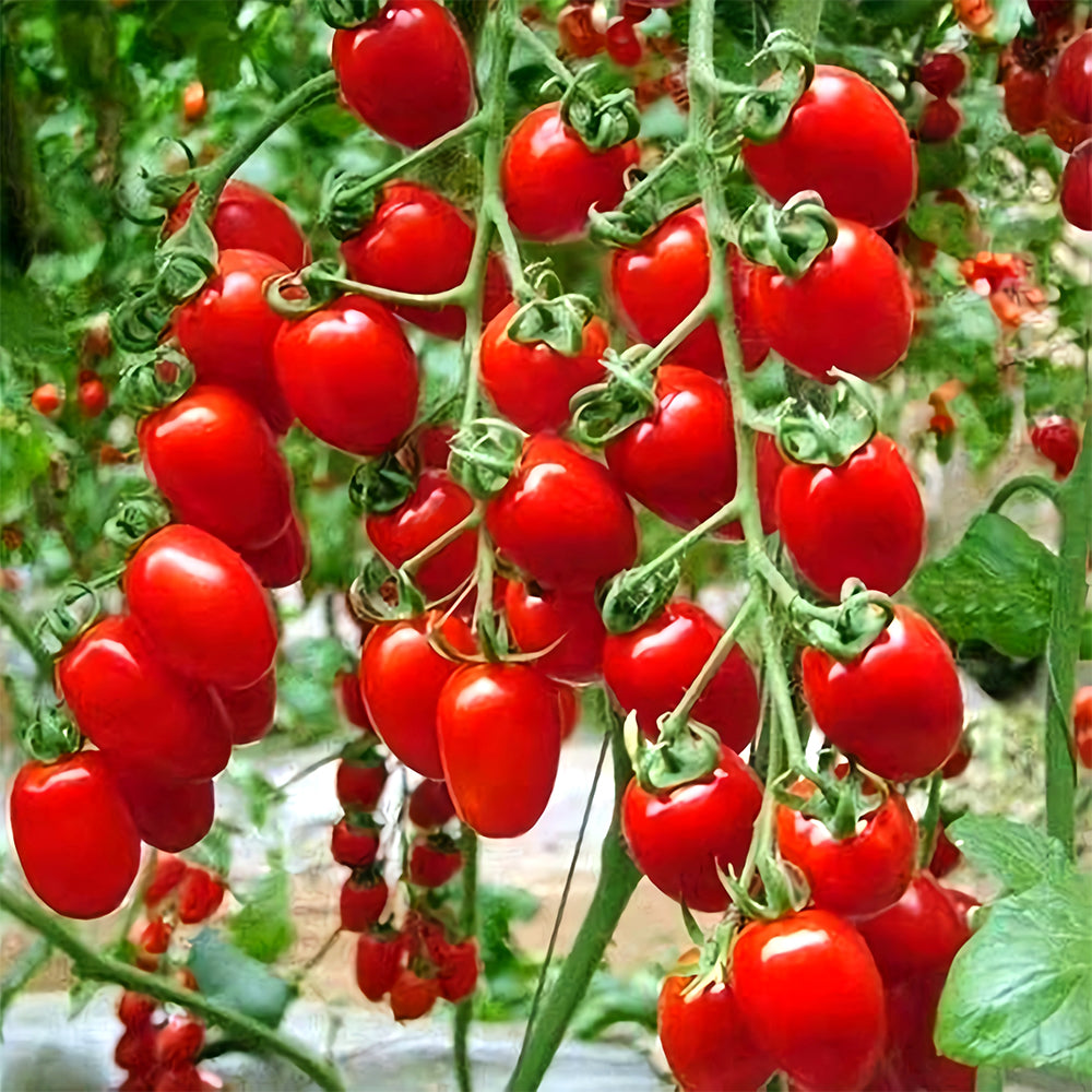 Top-Performing Salad Tomato