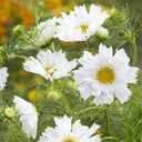 Cosmos bipinnatus 'Double Click Snow Puff'