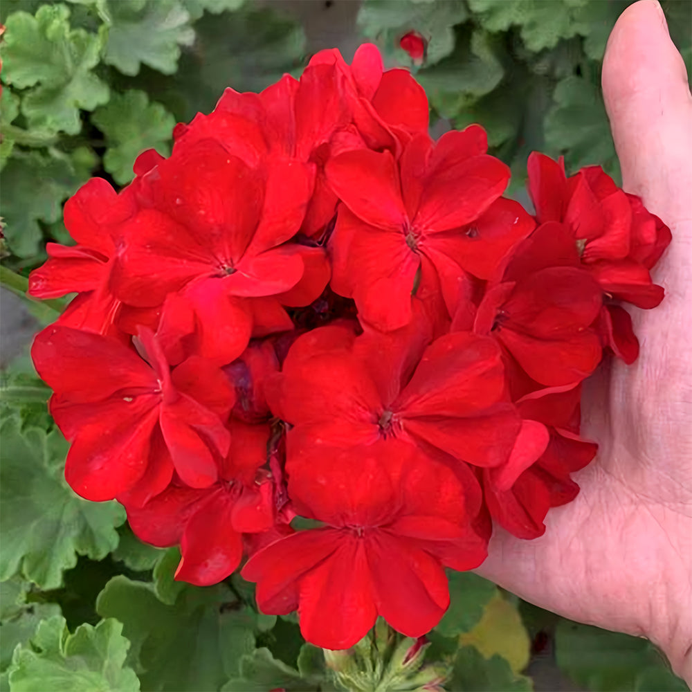 Red Geranium Seeds - Landscaper Red  F1