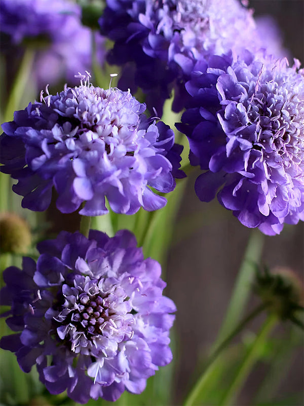 Scabiosa Atropurpurea 'Blue Cockade'