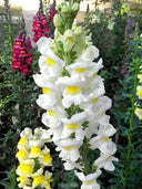 Tall Snapdragon, White