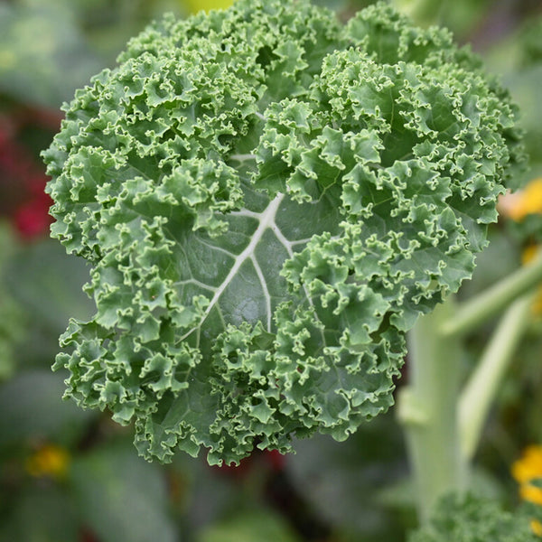 'Blue Ridge' Kale Seeds