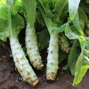 Green Asparagus Lettuce Seeds