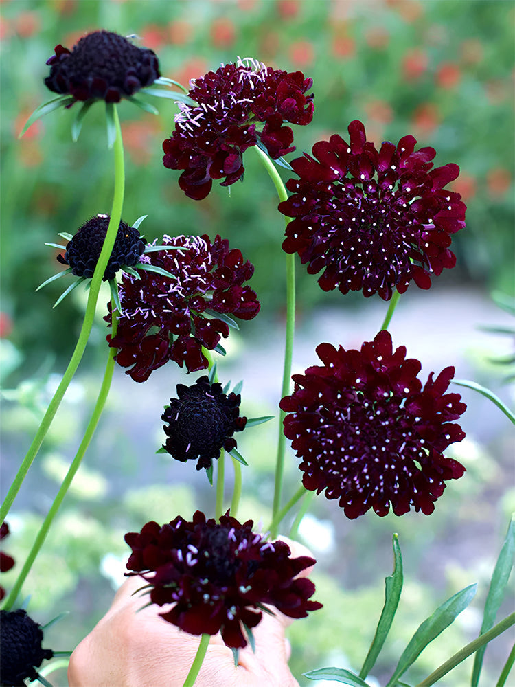 Scabiosa Atropurpurea, Black