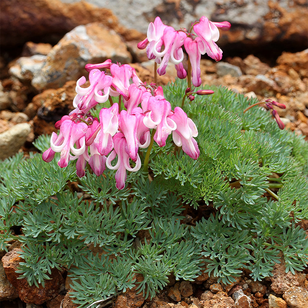 Dicentra peregrina Seeds - Lovely Pink Heart-shaped Blooms