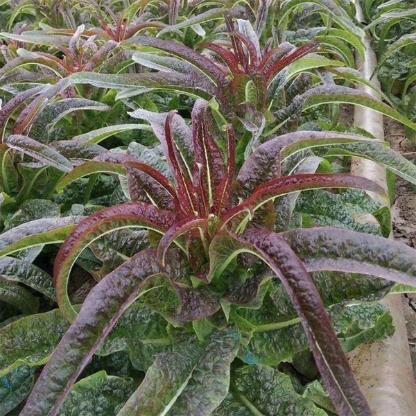 Red Asparagus Lettuce Seeds