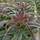 Red Asparagus Lettuce Seeds