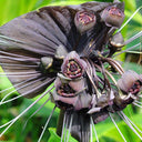 Tacca Chantrieri Seeds (5 Seeds)