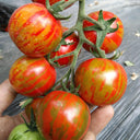 Red Zebra Tomato
