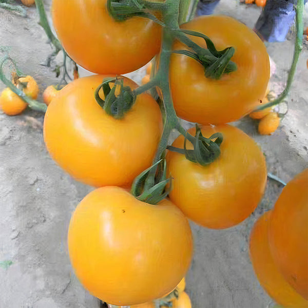'Imperial Concubine' Yellow Tomato