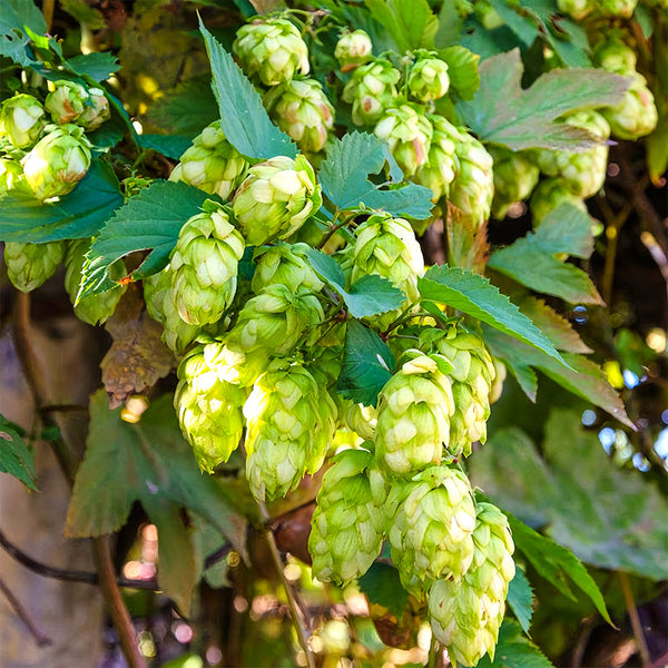 Hop Seeds, Pack of 10