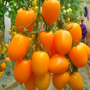 'Yellow Saint' Cherry Tomato