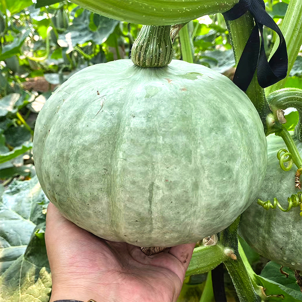 Silver Chestnut Pumpkin Hybrid Seeds