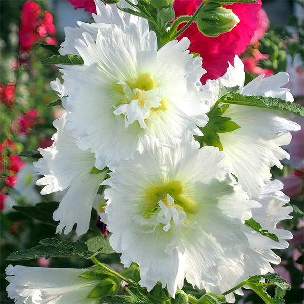 Alcea 'Chaste White'
