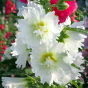 Alcea 'Chaste White'