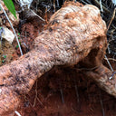 Pueraria lobata Kudzu Seeds