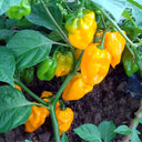Hybrid F1 Yellow Devil Pepper